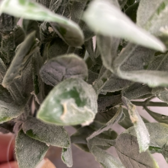 Bundle of 5 Faux Greenery - Picture 6 of 17